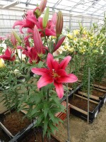 [4156 Believe Mak No01.JPG]